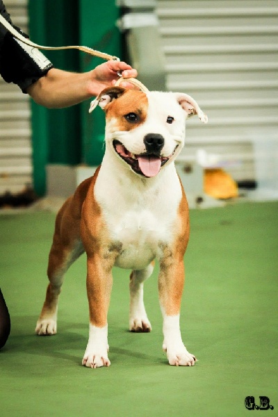 Breed And Bull Invictus henley aka primo