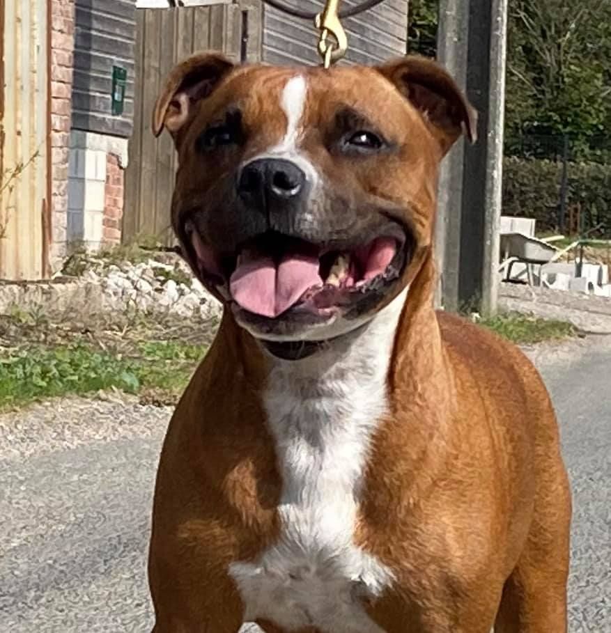 Nikita De L'ile Aux Bulls