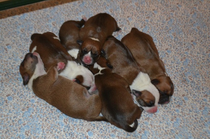 Of Spartiate Spirit - Naissance des chiots Of Spartiate Spirit