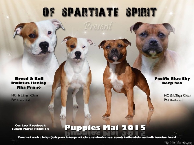 Of Spartiate Spirit - Mariage Breed & Bull Invictus Henley x Pacific Blue Sky Geep Sea