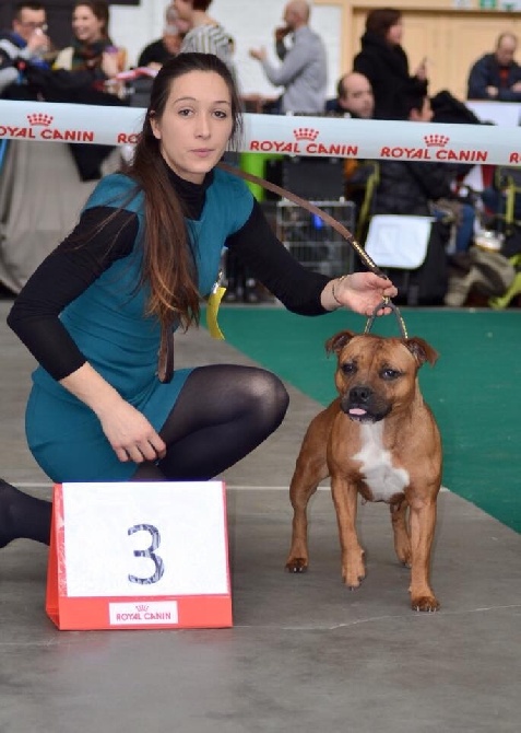 Of Spartiate Spirit - CAC CACIB Mouscron 2015