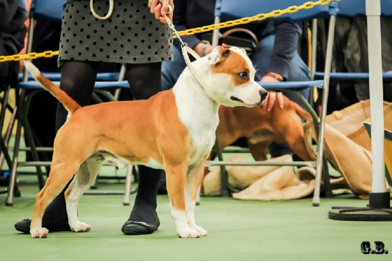 Breed & Bull Invictus Henley aka Primo