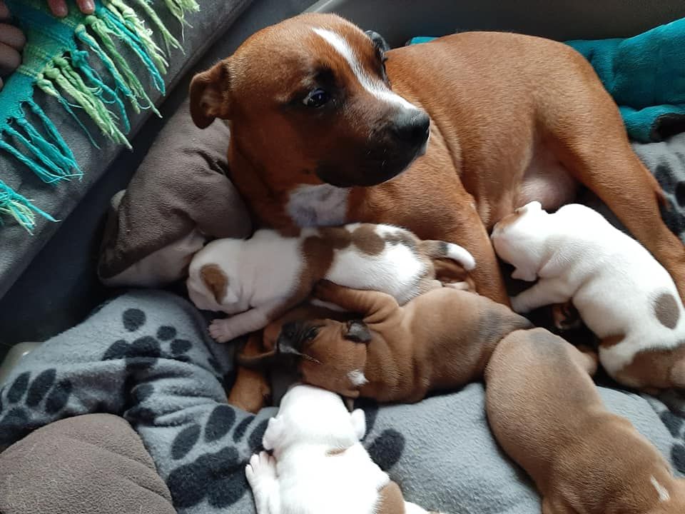 Of Spartiate Spirit - Staffordshire Bull Terrier - Portée née le 05/10/2020